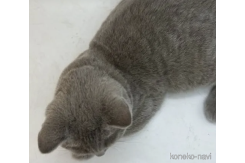 成約済の千葉県のブリティッシュショートヘア-77273の2枚目